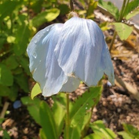 Meconopsis 'Louise'